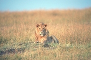 African Lion T-Shirt