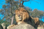 African Lion Magnet