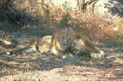 African Lion T-Shirt