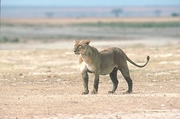 African Lion T-Shirt