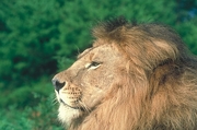 African Lion Magnet