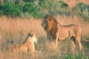 African Lion T-Shirt