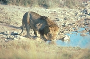 African Lion T-Shirt