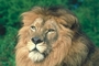 African Lion picture