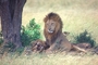 African Lion picture