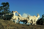 Dall Sheep T-Shirt