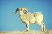 Dall Sheep T-Shirt