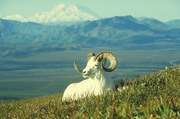 Dall Sheep T-Shirt