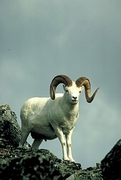 Dall Sheep T-Shirt