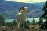 Dall Sheep T-Shirt