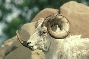 Dall Sheep Mousepad