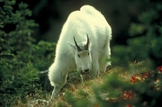 Rocky mountain goat Mousepad