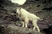 Rocky mountain goat Mousepad