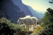 Rocky mountain goat Mousepad