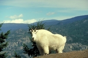 Rocky mountain goat Mousepad