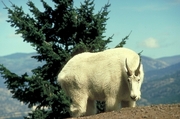 Rocky mountain goat Mousepad