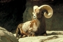 Desert bighorn sheep picture