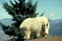 Rocky mountain goat picture