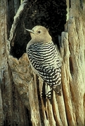 Gila Woodpecker Magnet