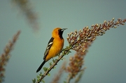 Hooded Oriole Poster