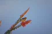 Hooded Oriole Poster