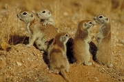 Round Tail Ground Squirrel Mousepad