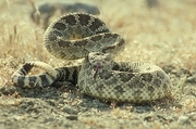 Western Diamondback Rattlesnake Poster