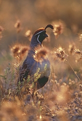 Campbells Quail