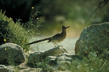 Roadrunner