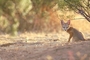 Desert Fox picture