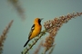 Hooded Oriole picture