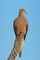 Mourning Dove picture