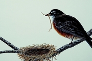 American robin Poster