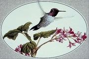 Anna's hummingbird Mousepad