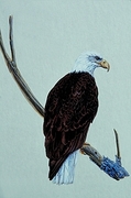 Bald eagle T-Shirt