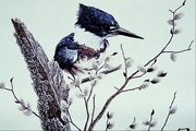 Belted kingfisher Poster