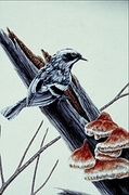 Black-and-white warbler Poster