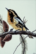 Blackburnian warbler Poster