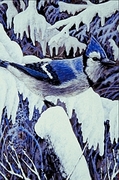 Blue jay Poster