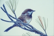 Boreal chickadee Poster