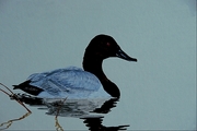 Canvasback duck Poster