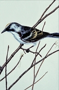 Chestnut-sided warbler Poster