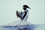 Common loon Poster