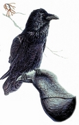 Common raven Poster