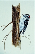 Downy woodpecker Magnet