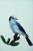 Gray jay Poster