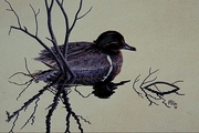 Green-winged teal Poster