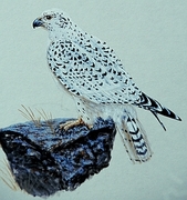 Gyrfalcon Magnet