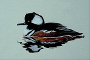 Hooded merganser Poster