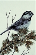 Mountain chickadee Poster